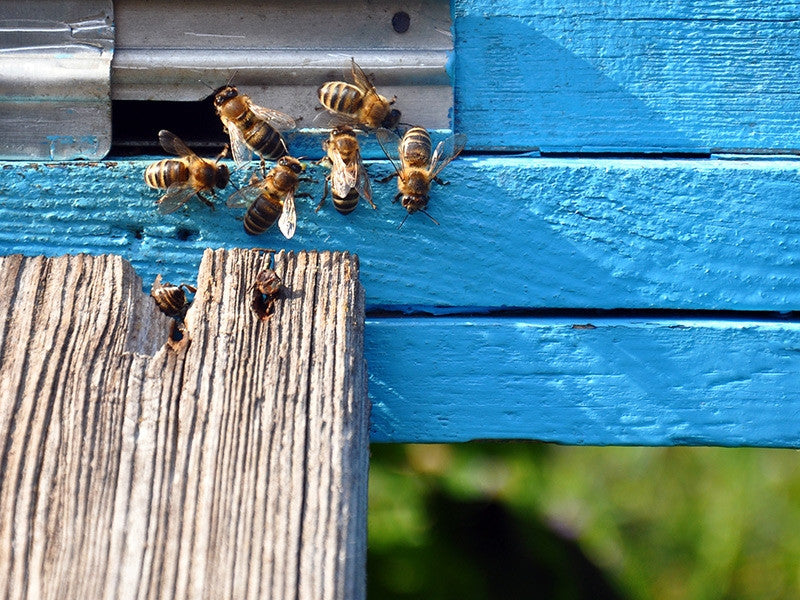 Bees Are Buzzing In Benicia Backyards
